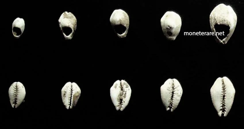 Chinese Shell Currency